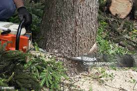 How Our Tree Care Process Works  in  North Platte, NE