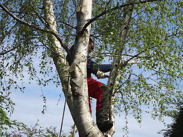 Best Tree Removal  in North Platte, NE